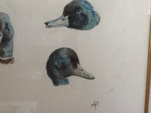 Charger l'image dans la galerie, Etude Originale Têtes de Canard - Henriette Ronner-Knip - Study of Duck Heads