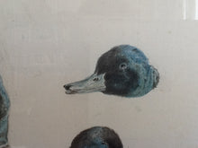 Charger l'image dans la galerie, Etude Originale Têtes de Canard - Henriette Ronner-Knip - Study of Duck Heads