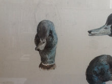Charger l'image dans la galerie, Etude Originale Têtes de Canard - Henriette Ronner-Knip - Study of Duck Heads
